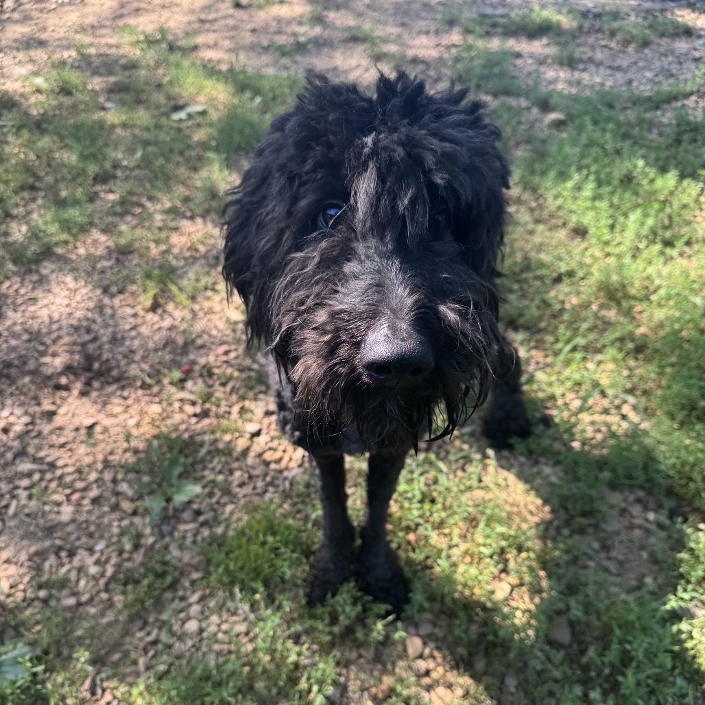 Poodle
