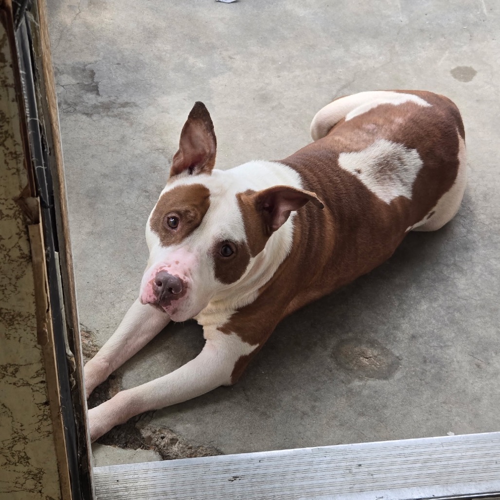 Moi, a Terrier, Bull