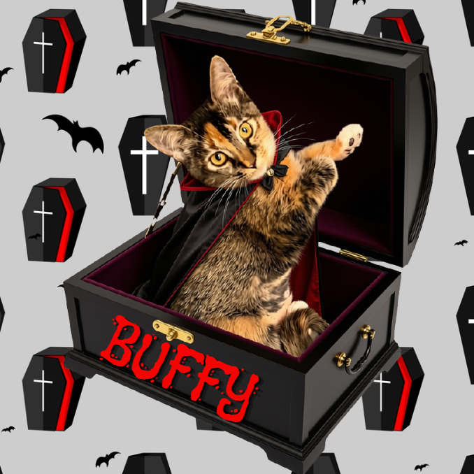 BUFFY - Domestic Shorthair available for adoption