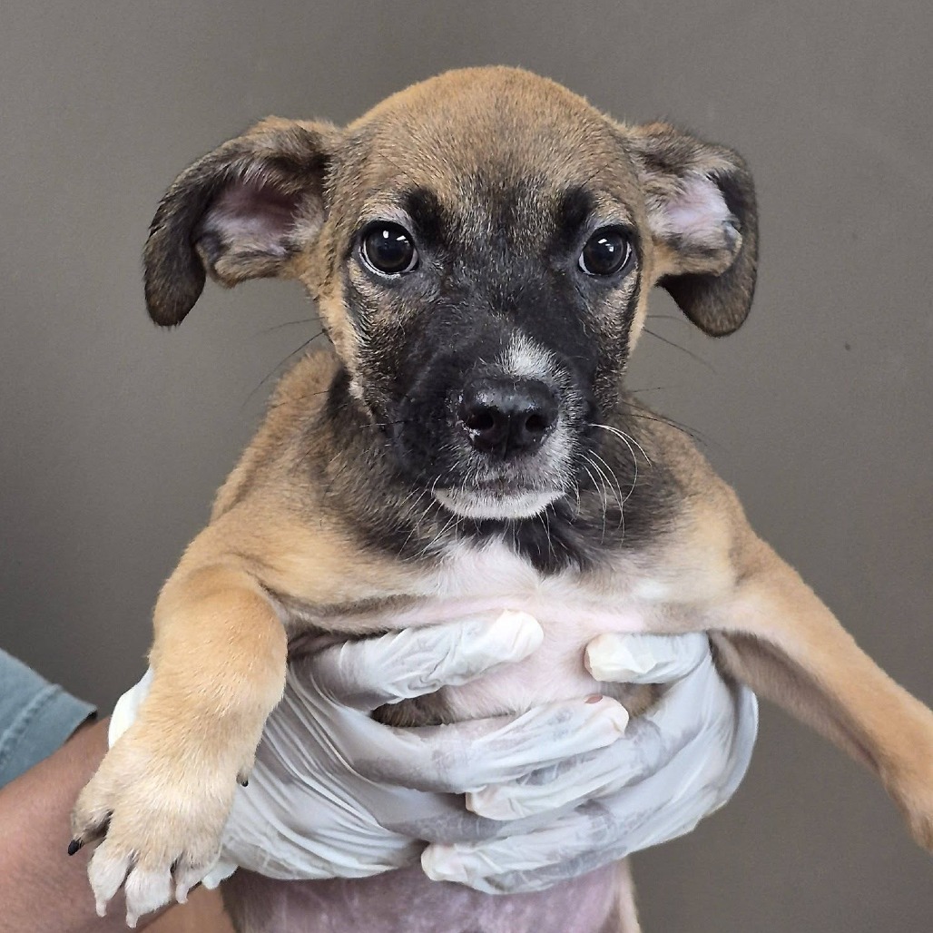 BAJA BLAST - Queensland Heeler / Boxer available for adoption
