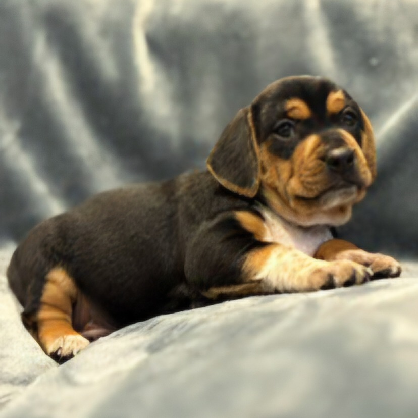 Pippi Pup Loki