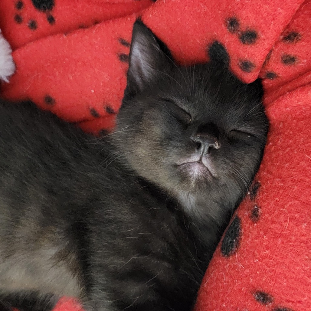 CECELIA - Domestic Shorthair available for adoption