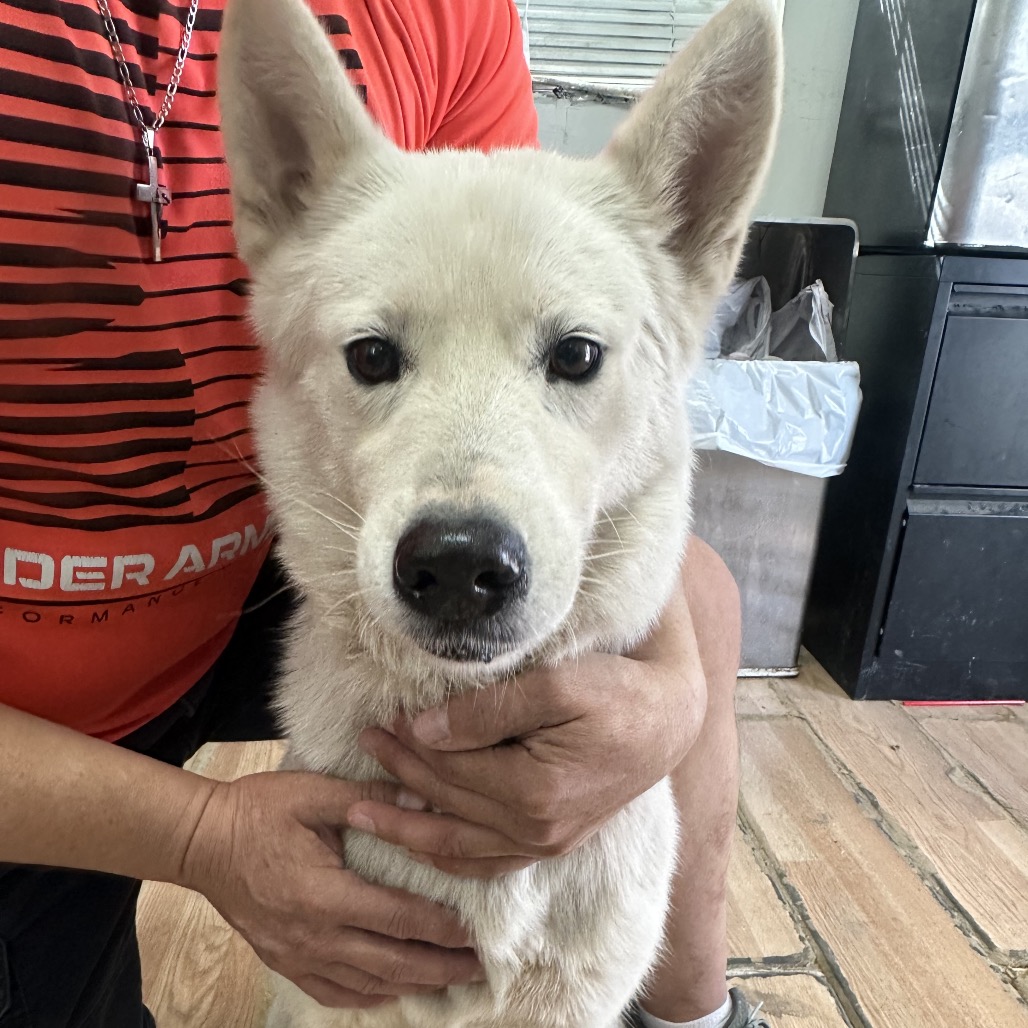Alaska, available for adoption at PVAS
