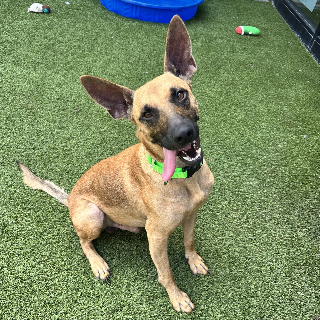 MONGO - Mixed Breed (Medium) available for adoption