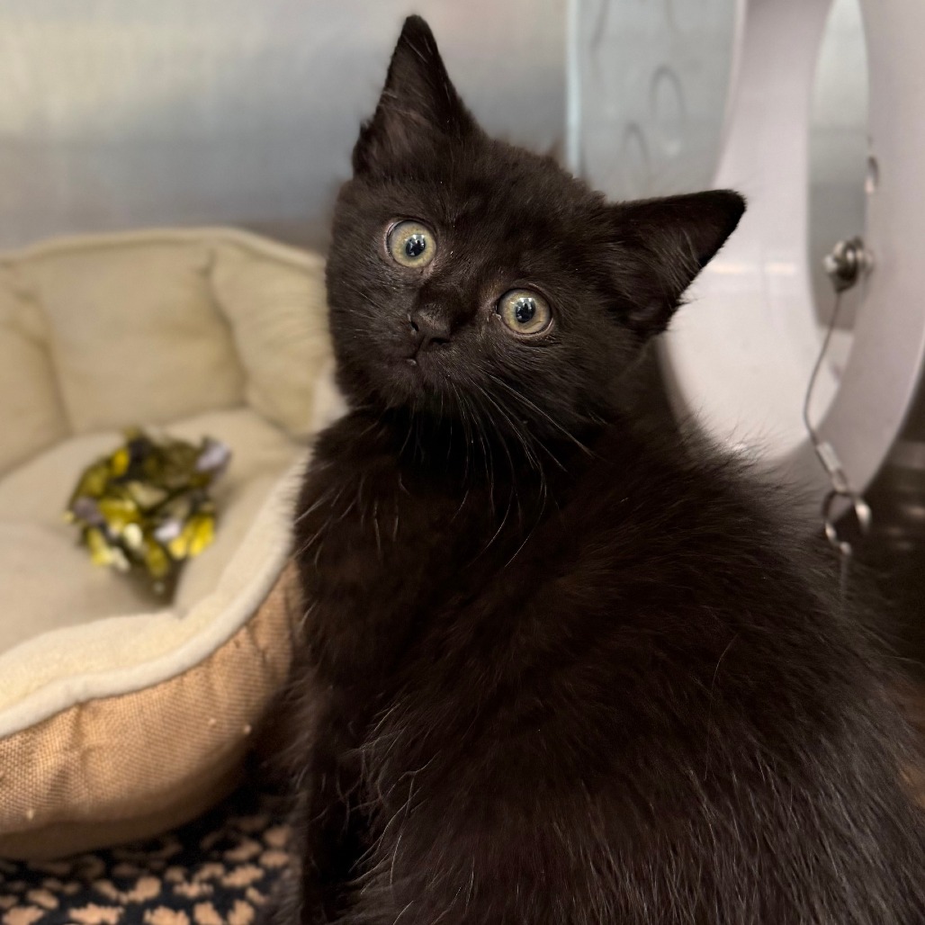 VOID - Domestic Shorthair available for adoption
