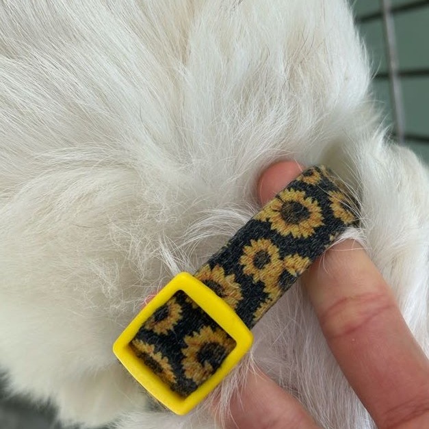 "Daisy Mae" — thumbnail 2