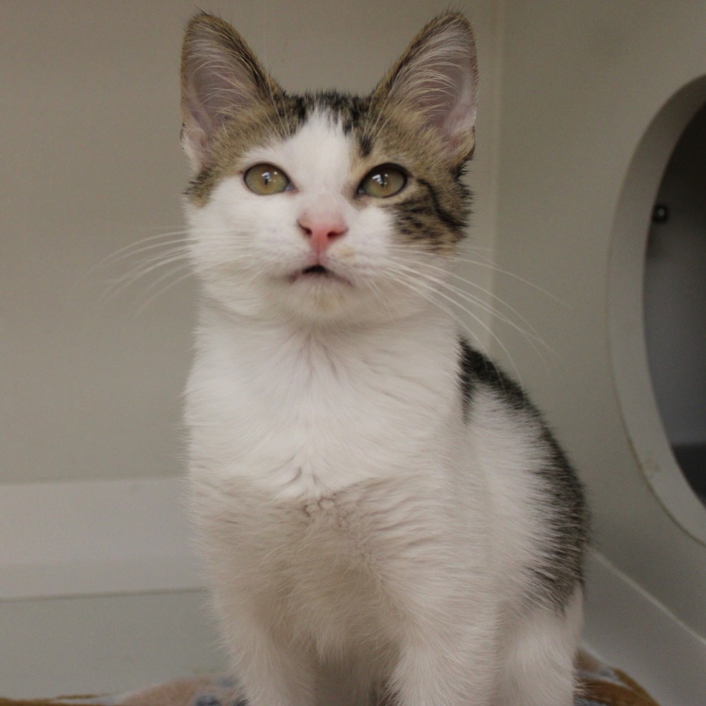 Beans — thumbnail 4