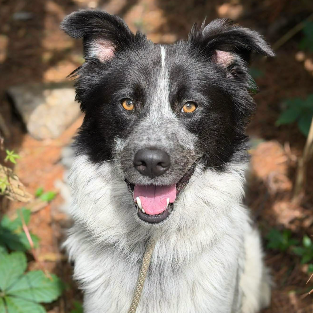 Trigger, adopted