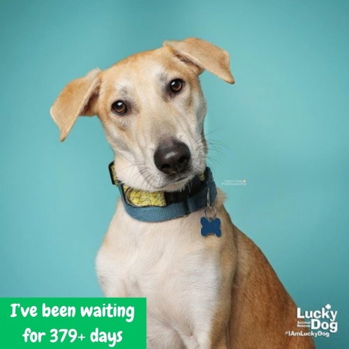 JARED - Retriever, Labrador / Mix available for adoption