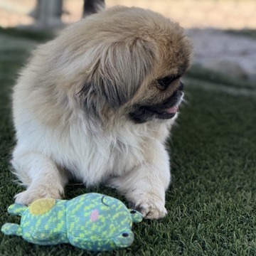 Muggsy, photo 11