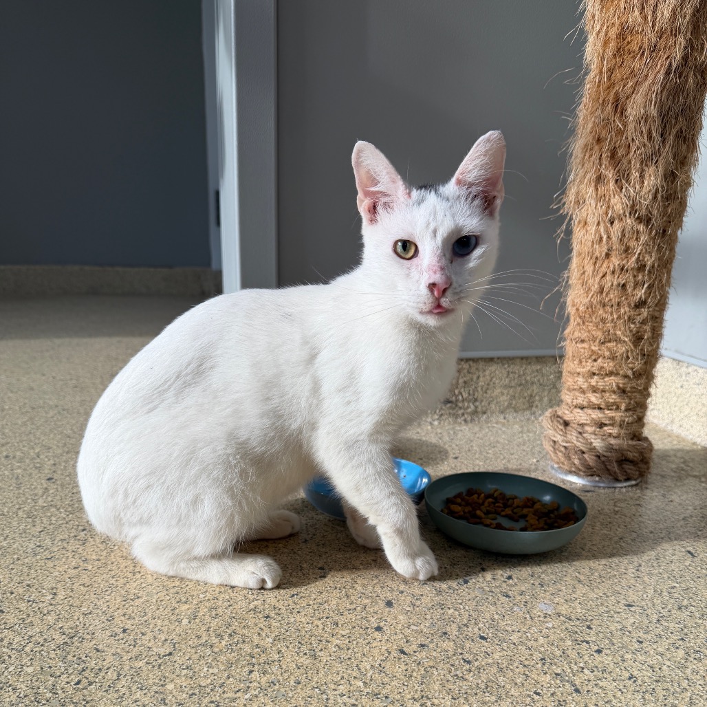 EYES - Domestic Shorthair available for adoption