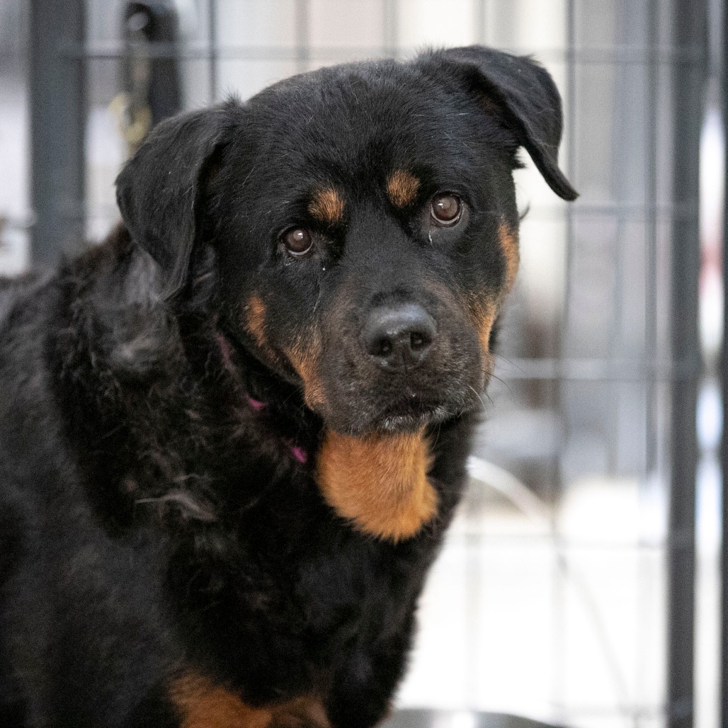 Layla (JN26-11), photo 3