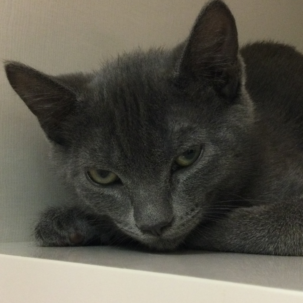 Paprika (purple collar) - Domestic Shorthair