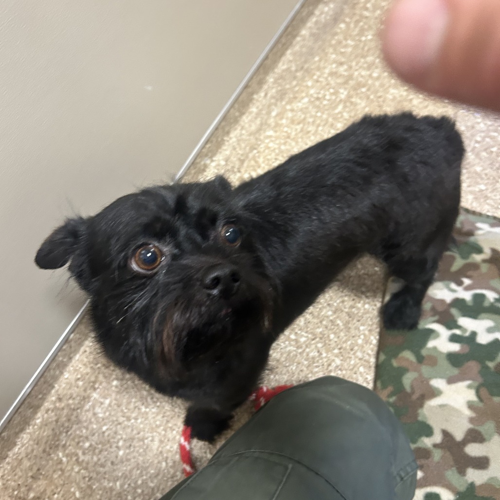 ECHO - Mixed Breed (Small) available for adoption