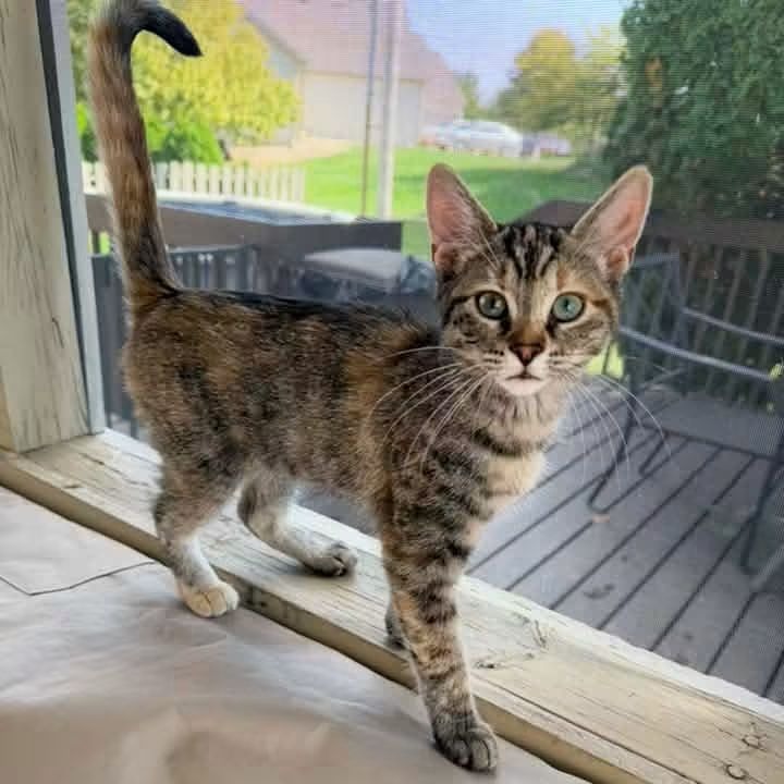 Countess Catula