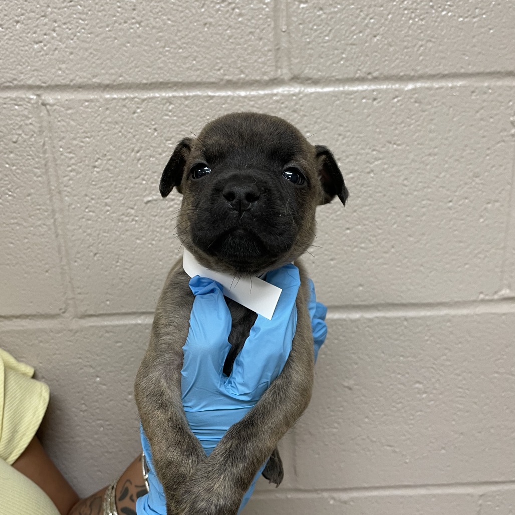 Mastiff