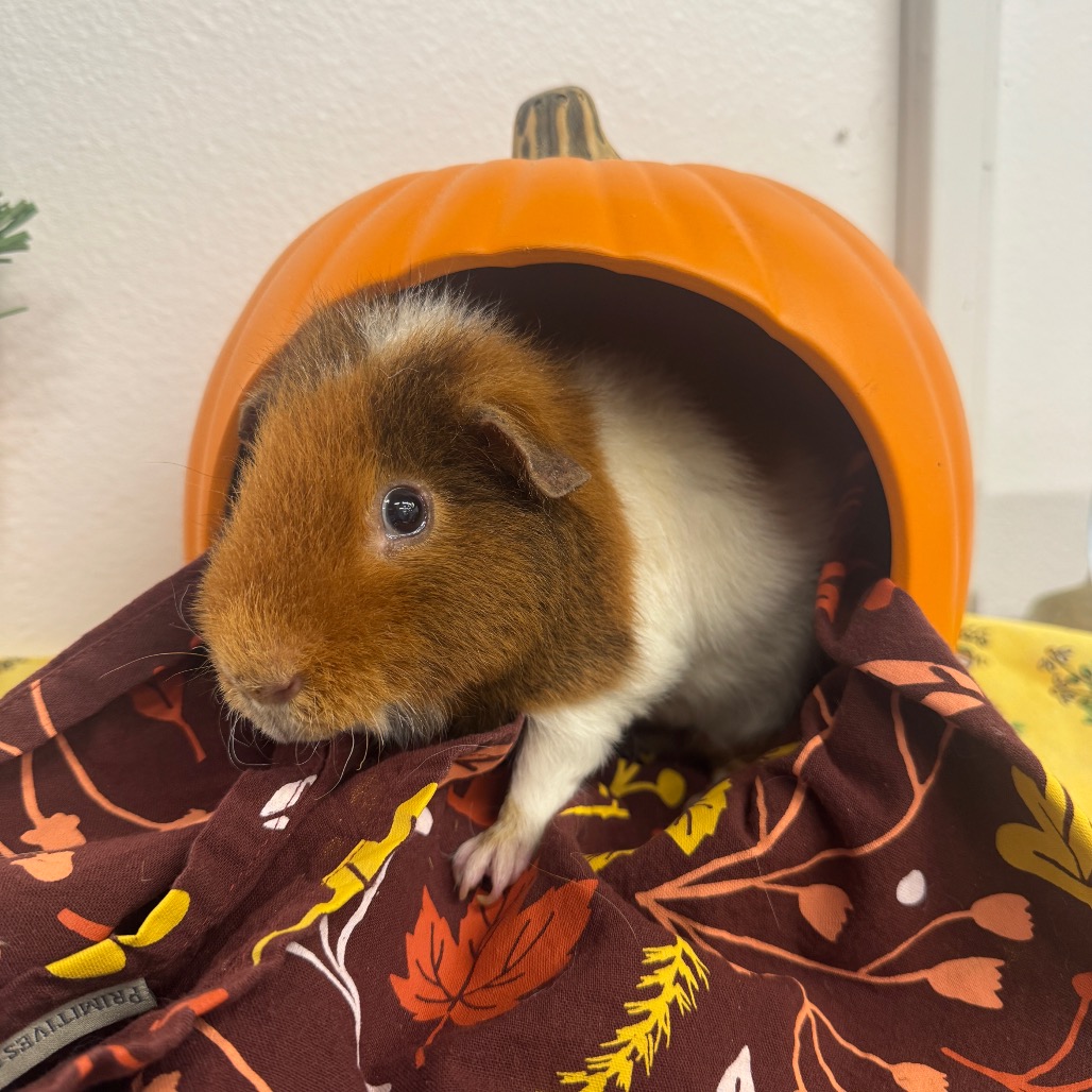 DUCKY - American available for adoption