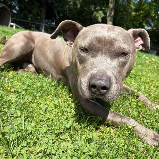 DWAYNE - Terrier / American Pit Bull available for adoption