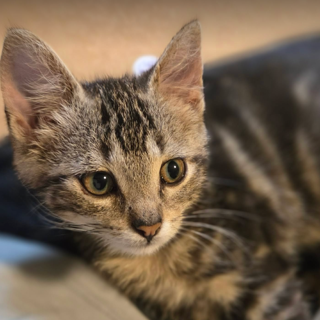 Violet, available for adoption