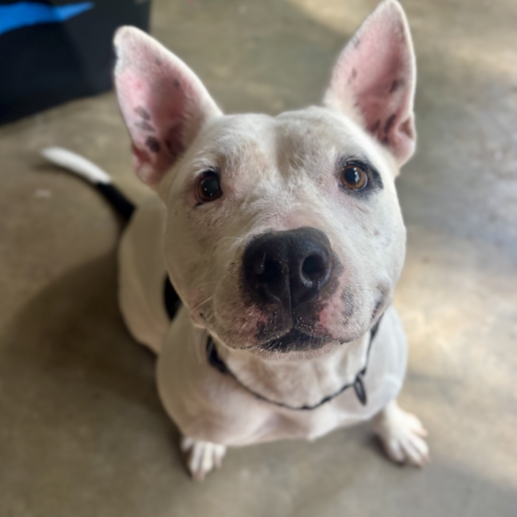 Zoya (Formerly Taco), photo 23