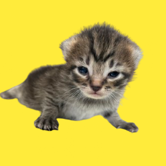 Tusc Stray 82205