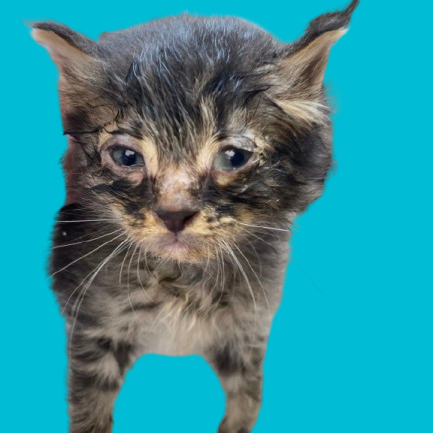 Tusc Stray 82161