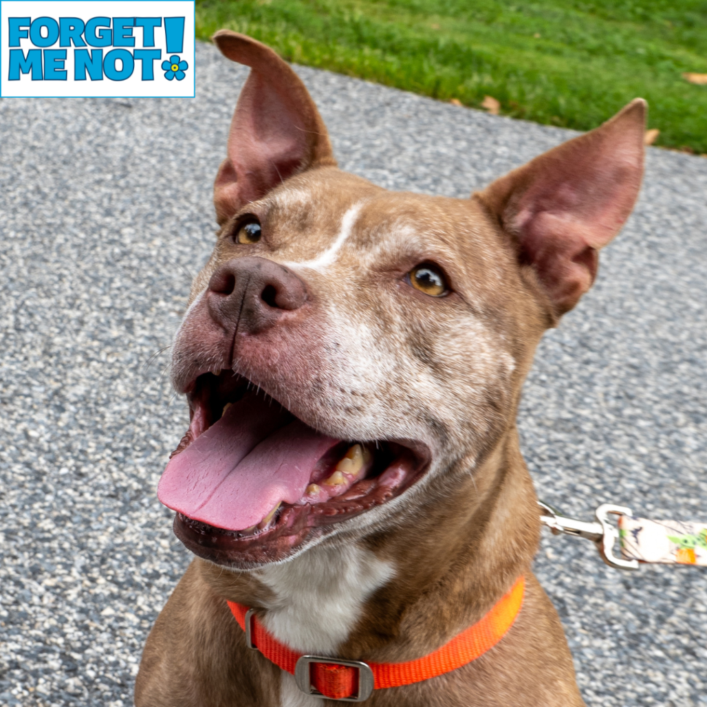 RED RHONDA - Terrier / American Pit Bull available for adoption