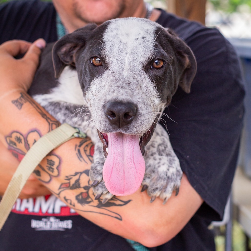 BLIZZARD - Feist / Queensland Heeler available for adoption
