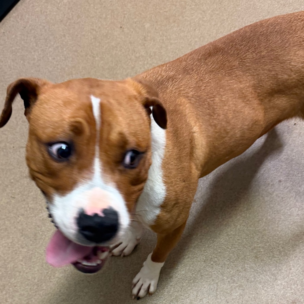 Buford — thumbnail 10