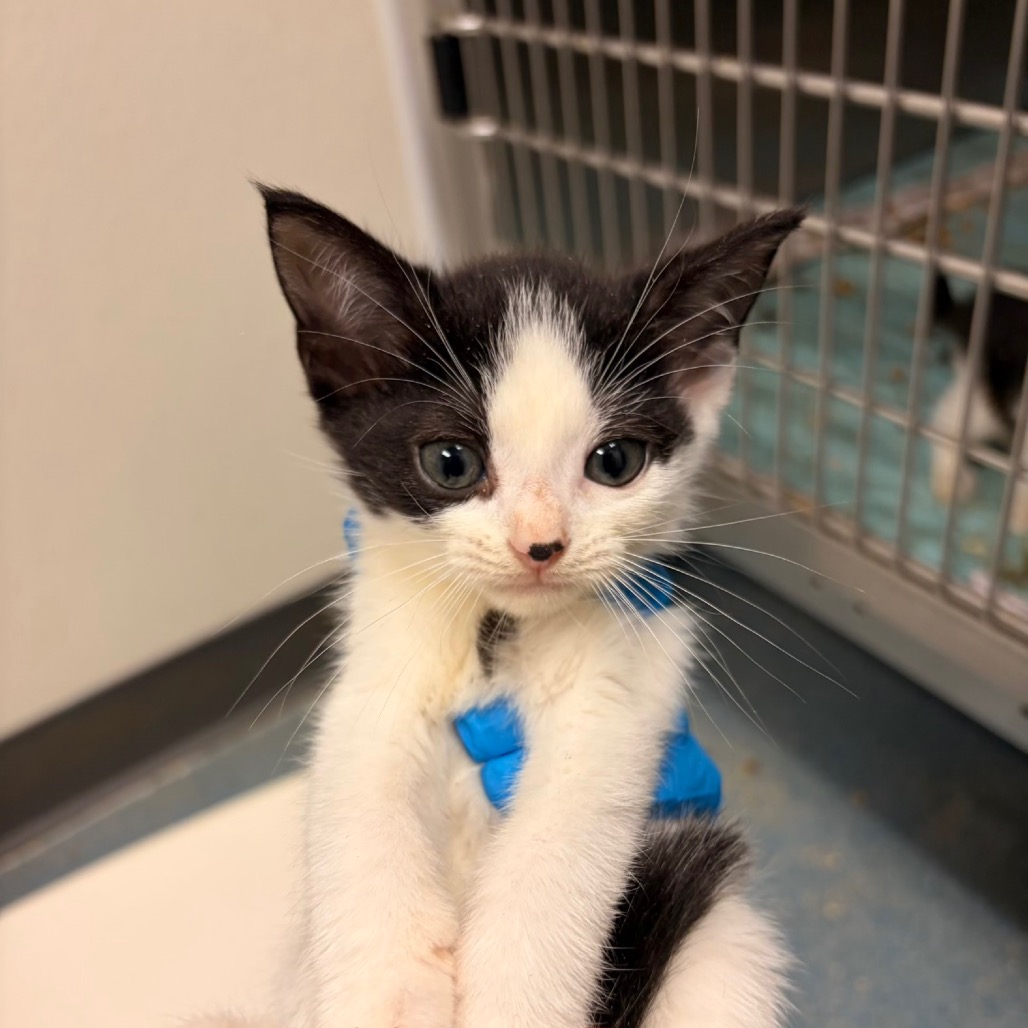 GWEN BABY 1 - Domestic Shorthair available for adoption