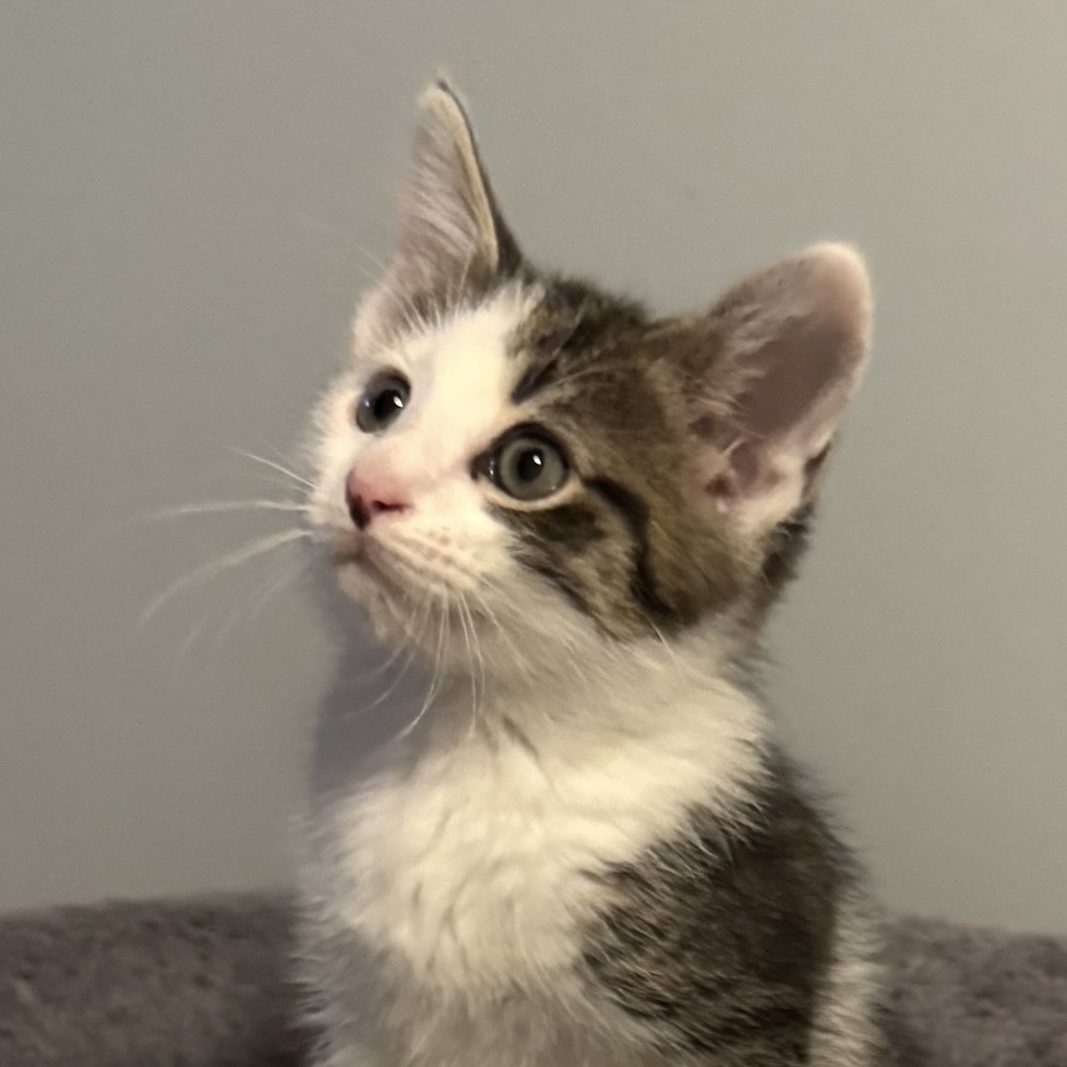 BASKET - Domestic Shorthair available for adoption