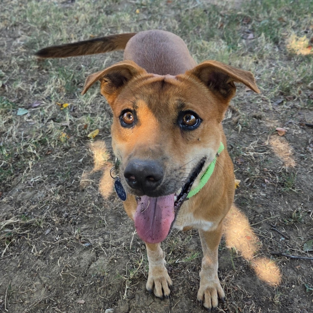 D-Scrappy-Doo
