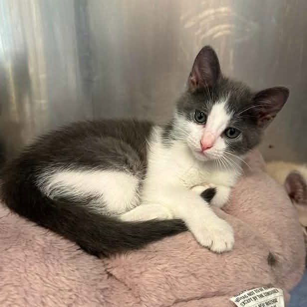 PENNY - Domestic Shorthair available for adoption