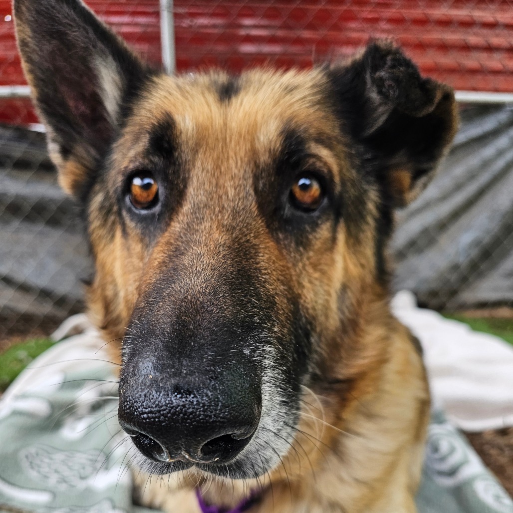 Aslan — thumbnail 11