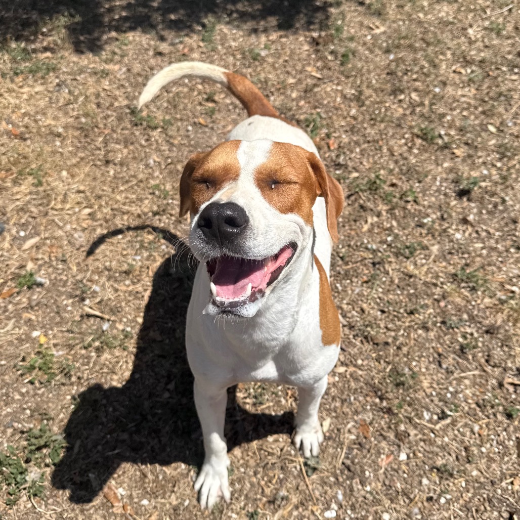 Daisy photo 3