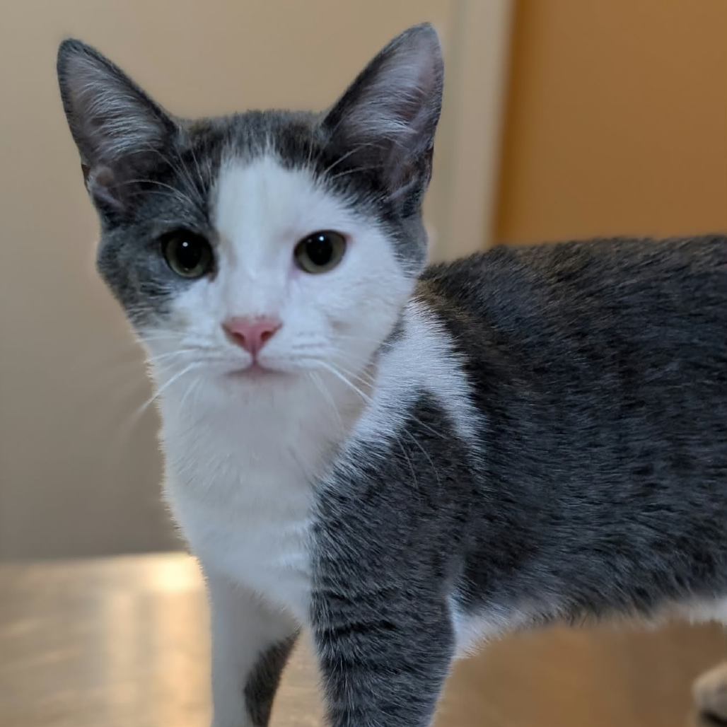 PHANTOM-AT PETSMART MADISON EAST - Domestic Shorthair available for adoption