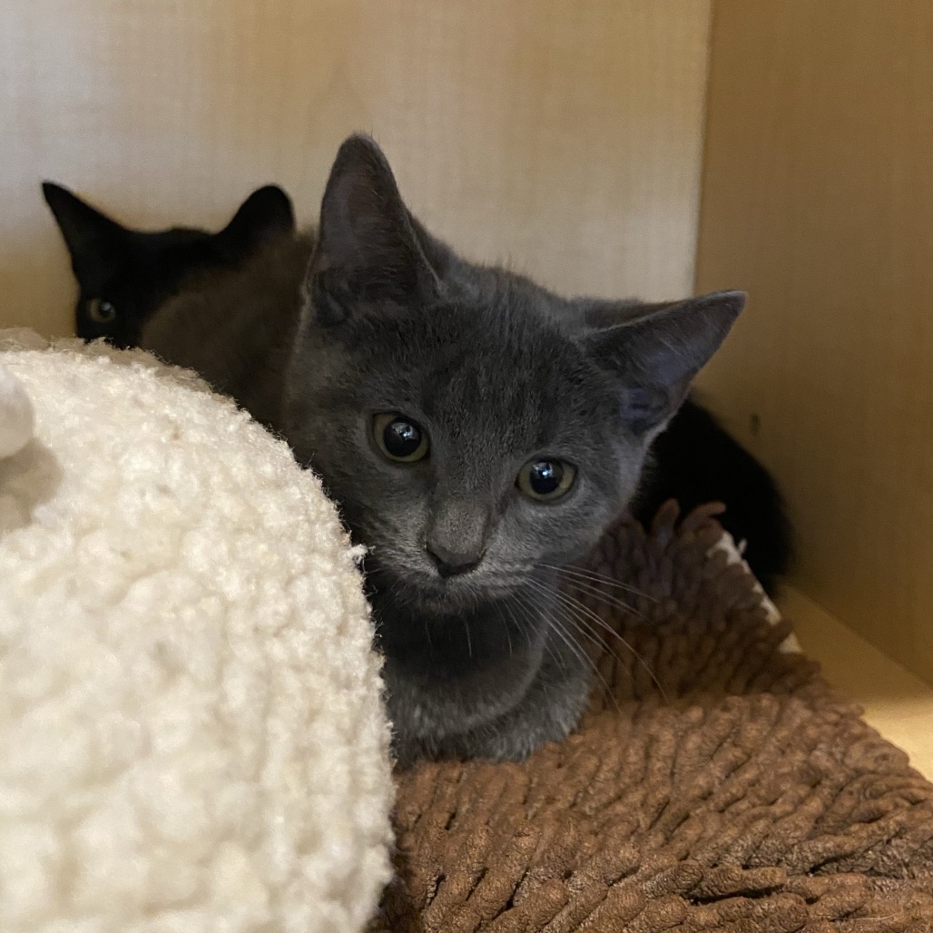 GHOST - Domestic Shorthair available for adoption