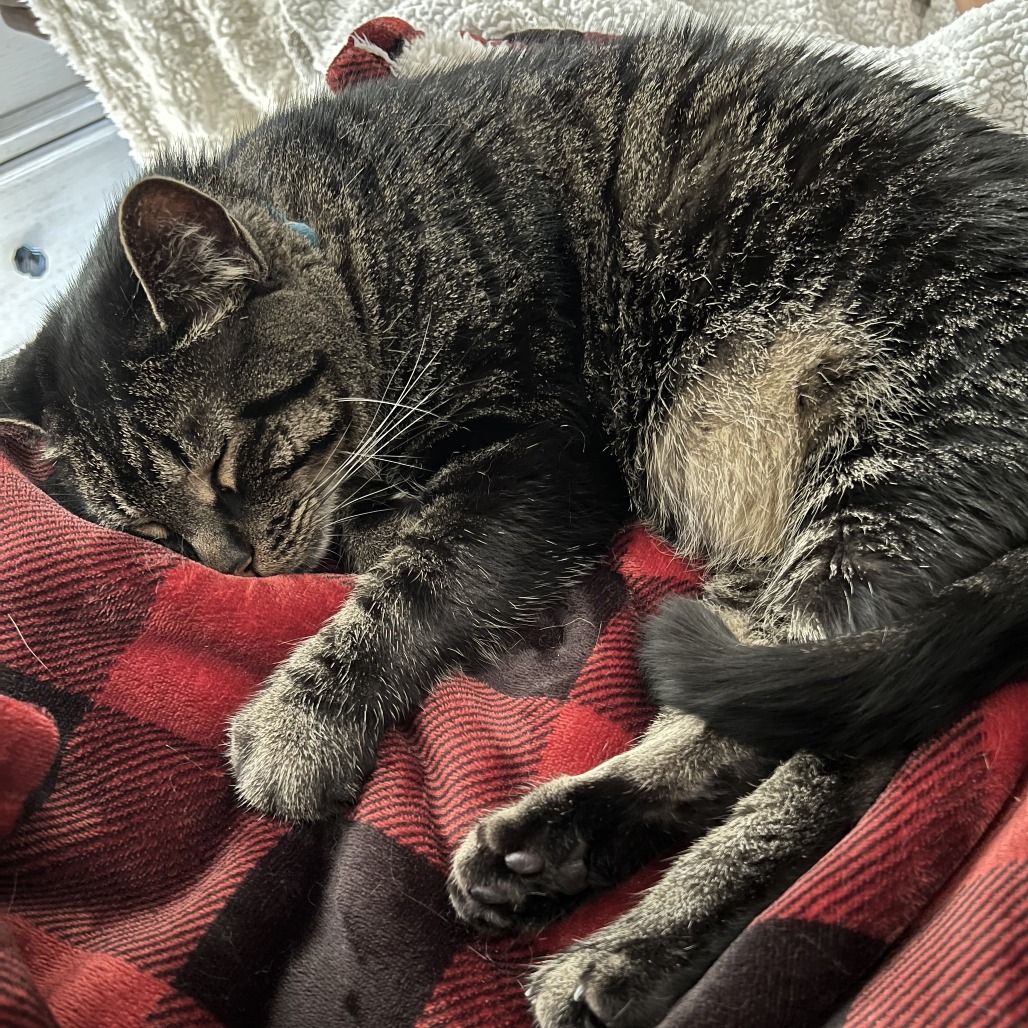 WOLFIE - Domestic Shorthair available for adoption