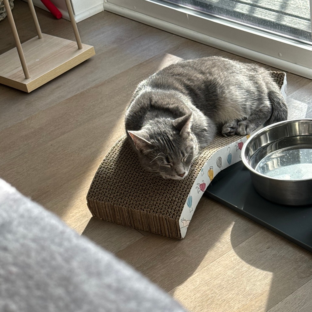 Sophie — thumbnail 8