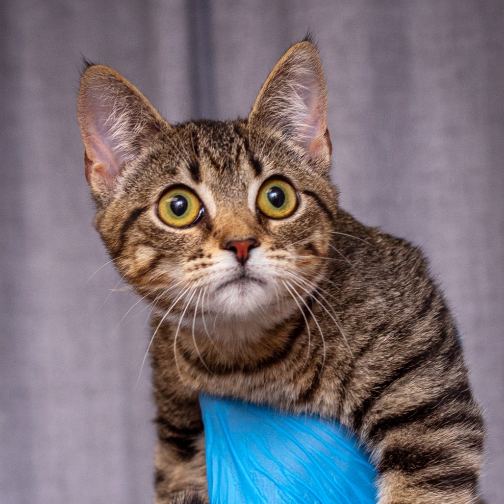 BAYLA - Domestic Shorthair / Mix available for adoption