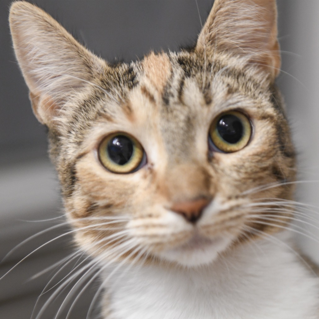 Hobble - Domestic Shorthair