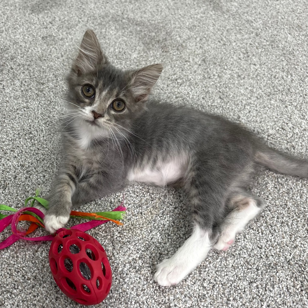 CRICKET - Domestic Shorthair available for adoption