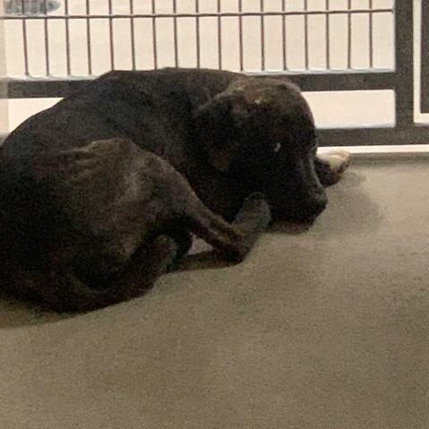 Kennel#2's preview photo