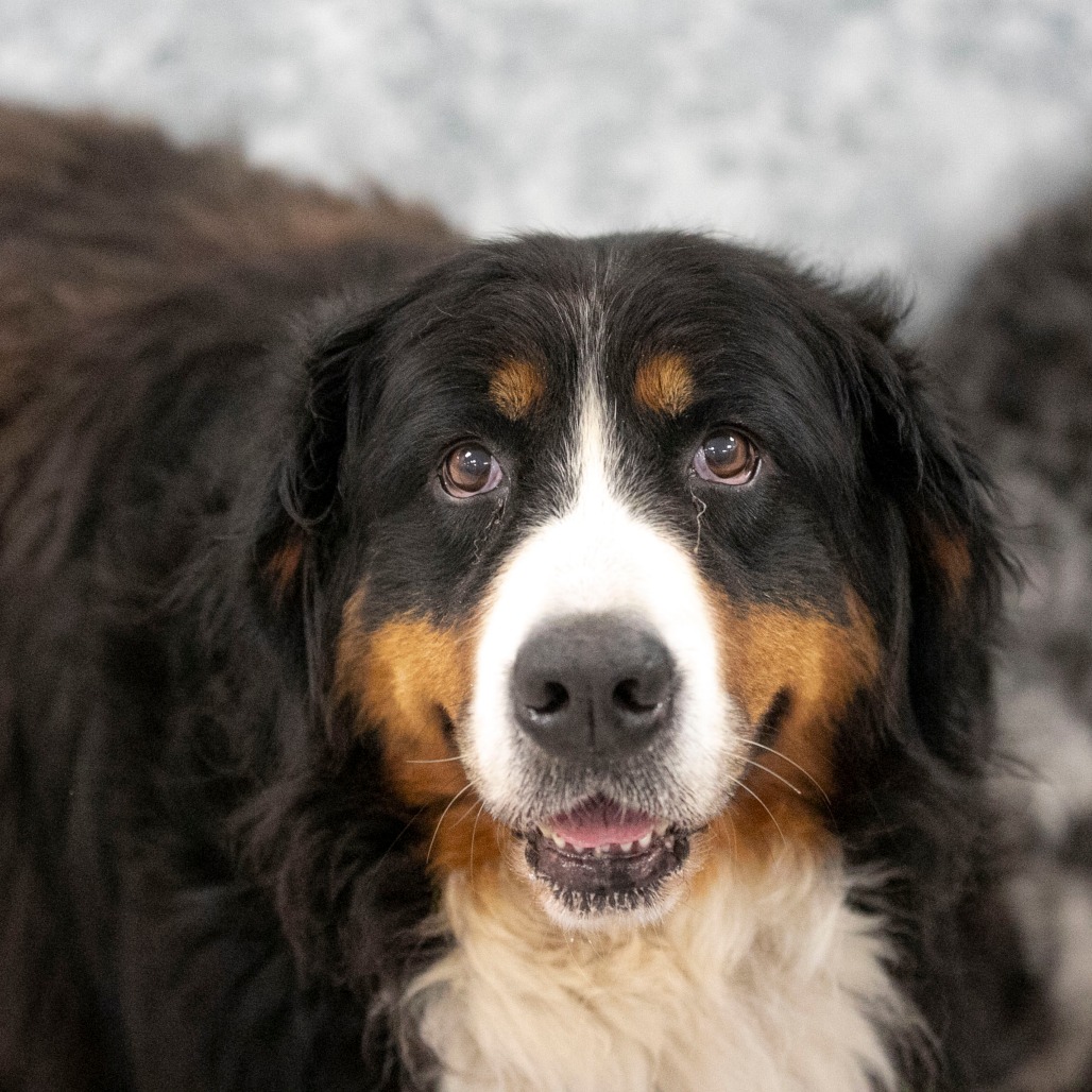 Siri (JY26-24), photo 8