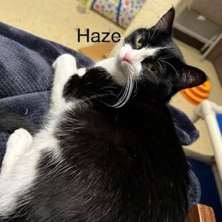 Haze--In Foster, photo 17