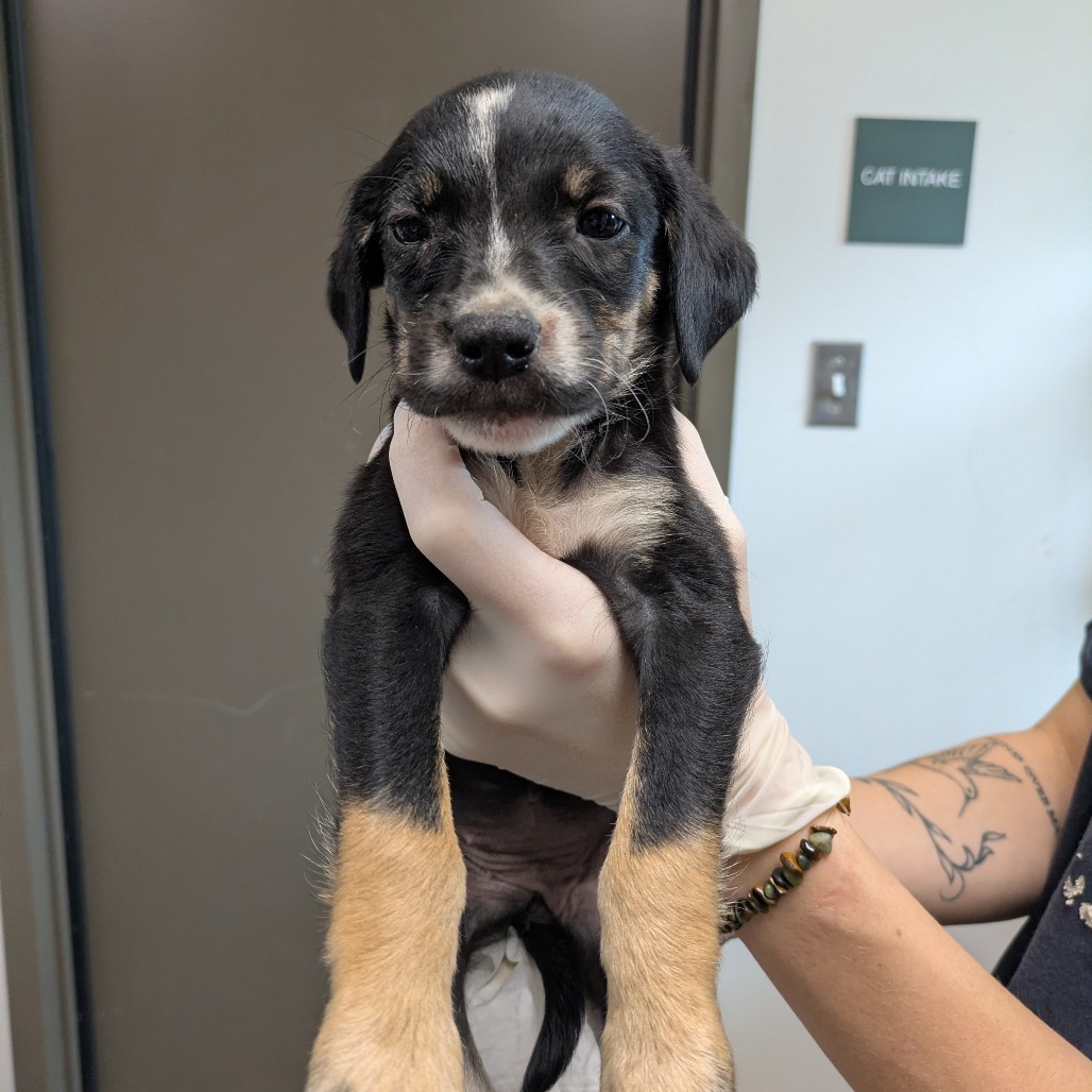 PUFF - Shepherd, German / Beagle available for adoption