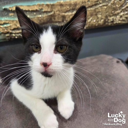 BLATHERS - Domestic Shorthair available for adoption