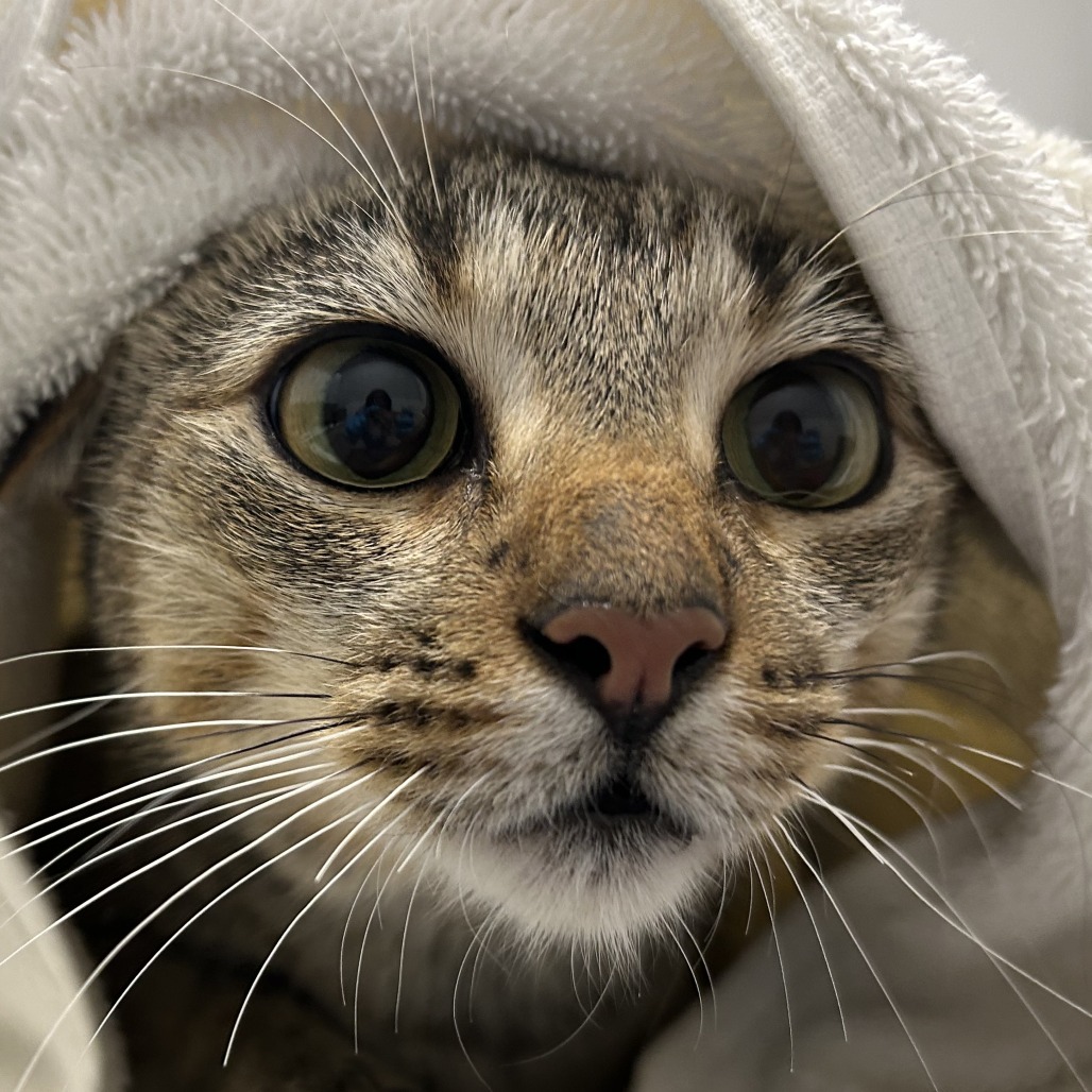 Rhubarb — thumbnail 2