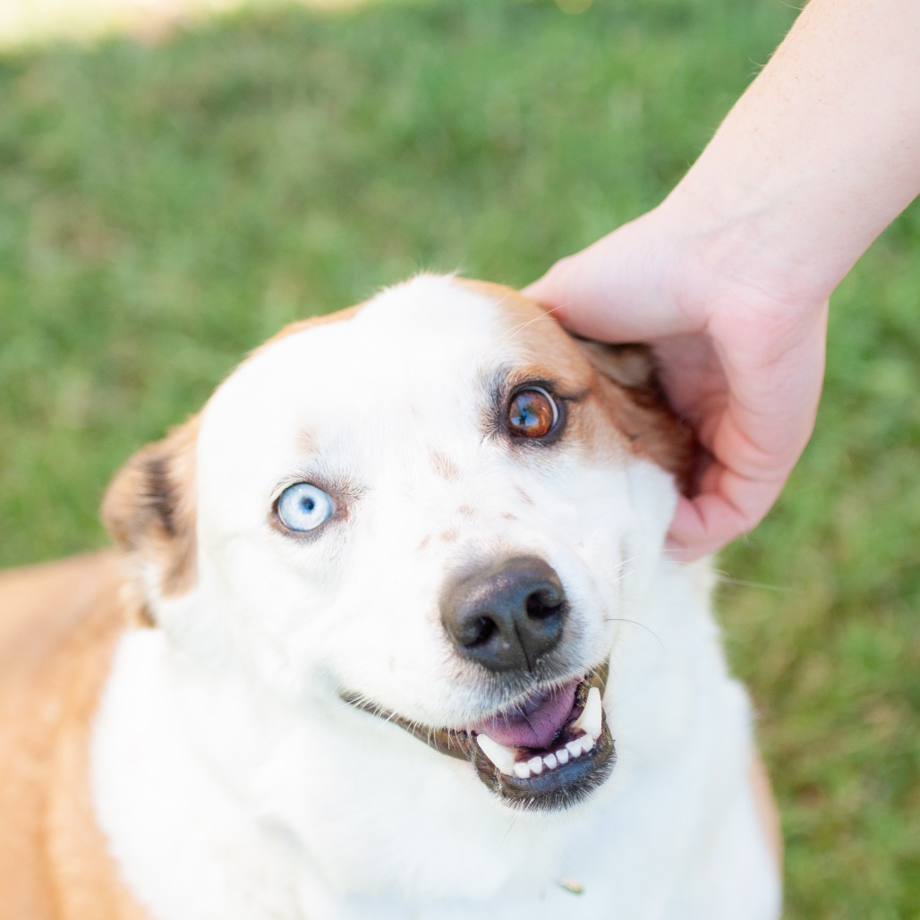 Sadie, photo 4