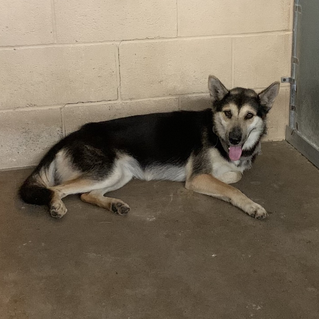 EMILY - Shepherd / German available for adoption